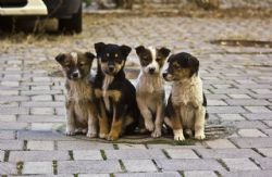 Четвероногие друзья